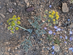 Lomatium mohavense