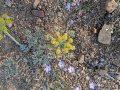 Lomatium mohavense