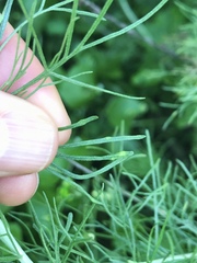 Aceria paracalifornica
