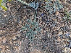 Lomatium mohavense