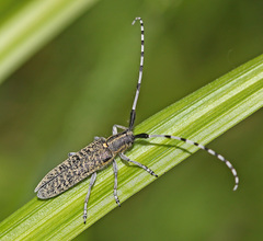 Agapanthia daurica
