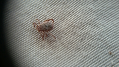 Dermacentor occidentalis