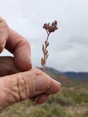 Phacelia coerulea