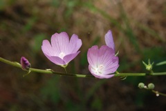 Sidalcea asprella