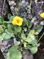 Viola purpurea