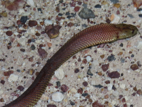 Mulga Snake sighting