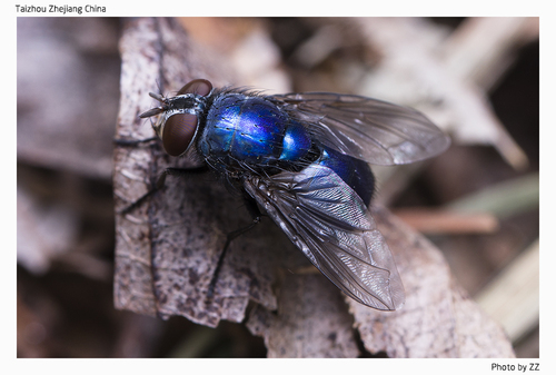 Lucilia nuotrauka