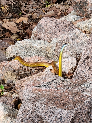 Common Tree Snake sighting