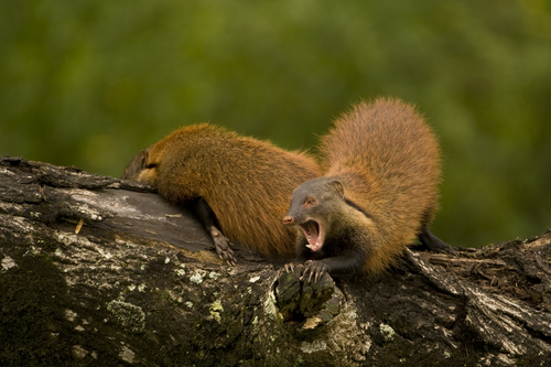 Stripe-necked Mongoose