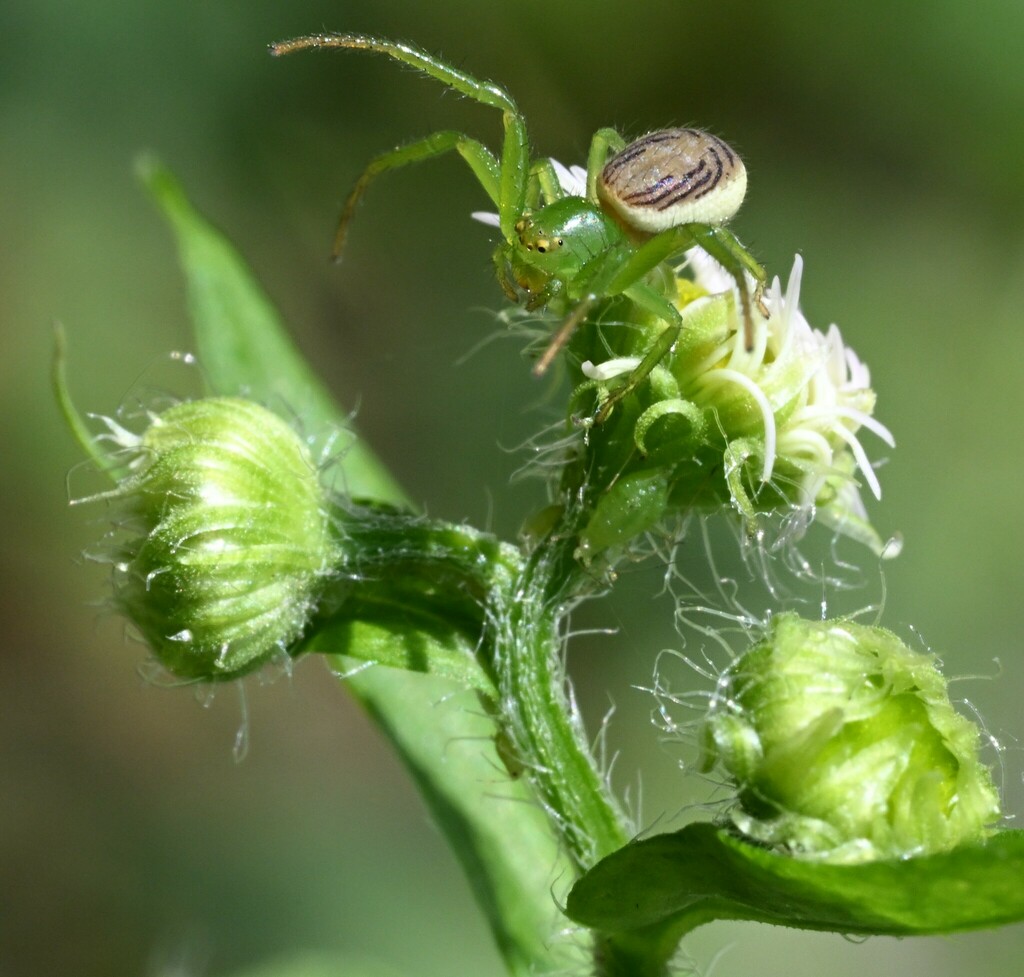 Diaea tianpingensis