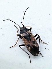 Rhyparochromus vulgaris