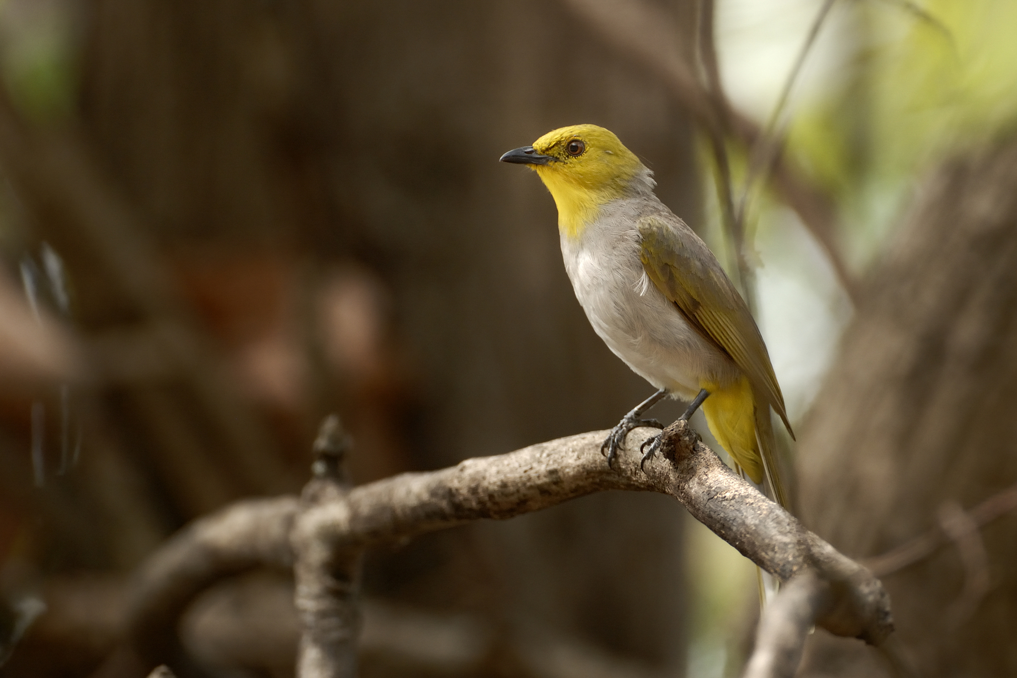 Yellow-throated Bulbul illustration