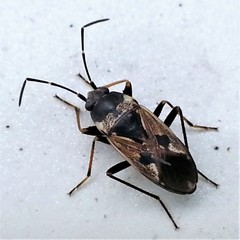 Rhyparochromus vulgaris