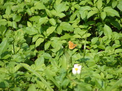 Polygonia c-aureum lunulata
