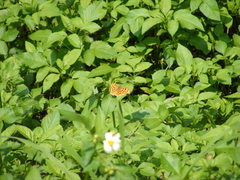 Polygonia c-aureum lunulata