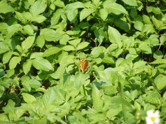 Polygonia c-aureum lunulata