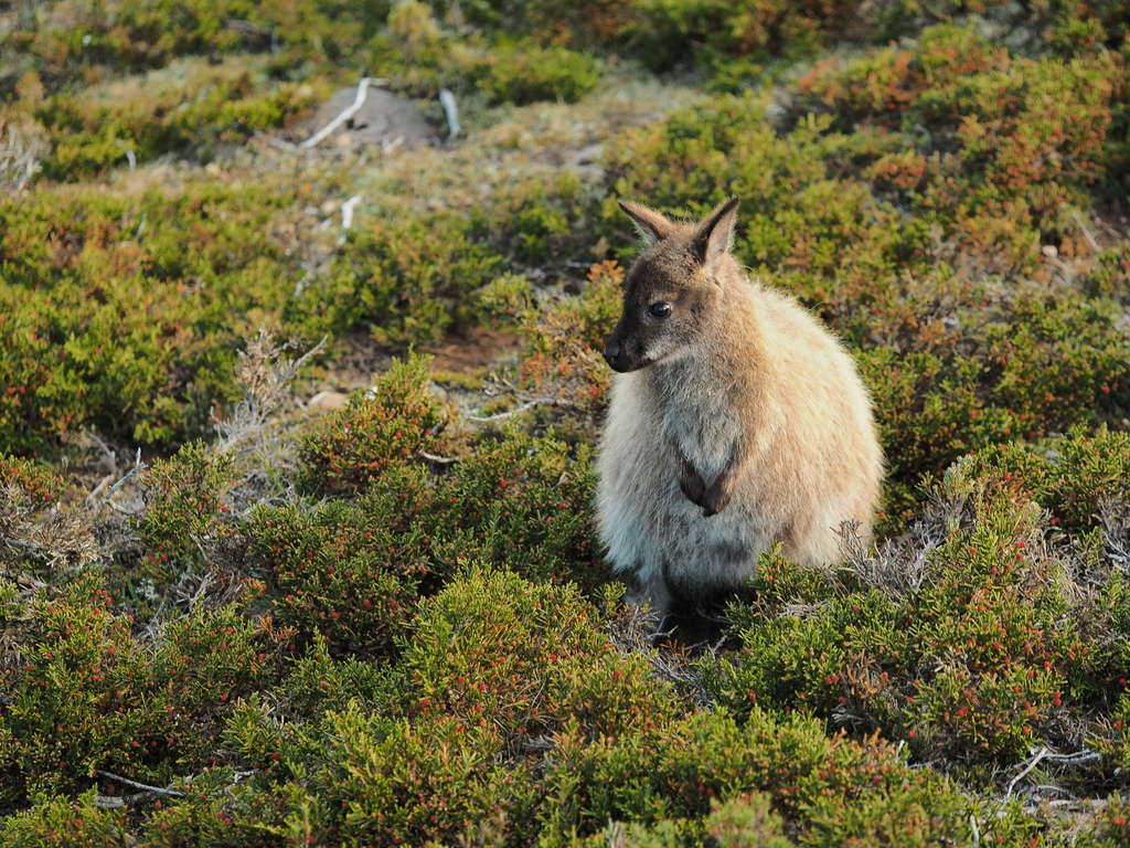 Red-necked Wallaby