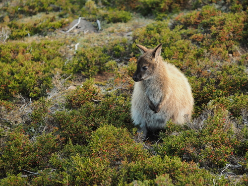 Red-necked Wallaby