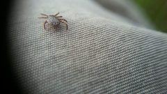 Dermacentor occidentalis