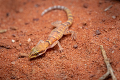 Natterer's Pygmy Gecko photo 2