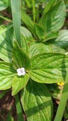 Spermacoce latifolia