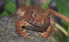 Rusty Robber Frog photo 2
