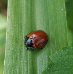 Chelymorpha cribraria