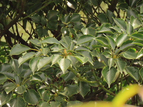 Image of Trochodendron aralioides by (c) chiuluan, some rights reserved (CC BY)