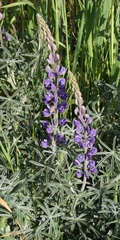 Lupinus longifolius