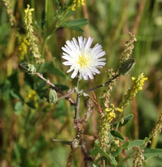 Rafinesquia californica