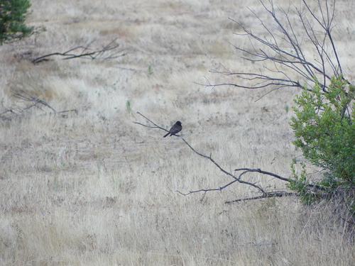 iNaturalist observation photo of Black Phoebe
