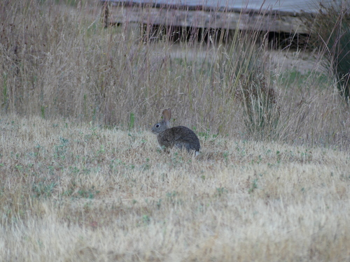iNaturalist observation photo of Brush Rabbit