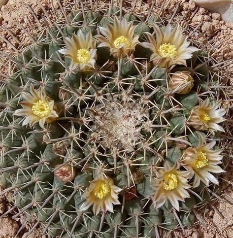 Mammillaria uncinata  iNaturalist