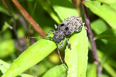 Moechotypa diphysis