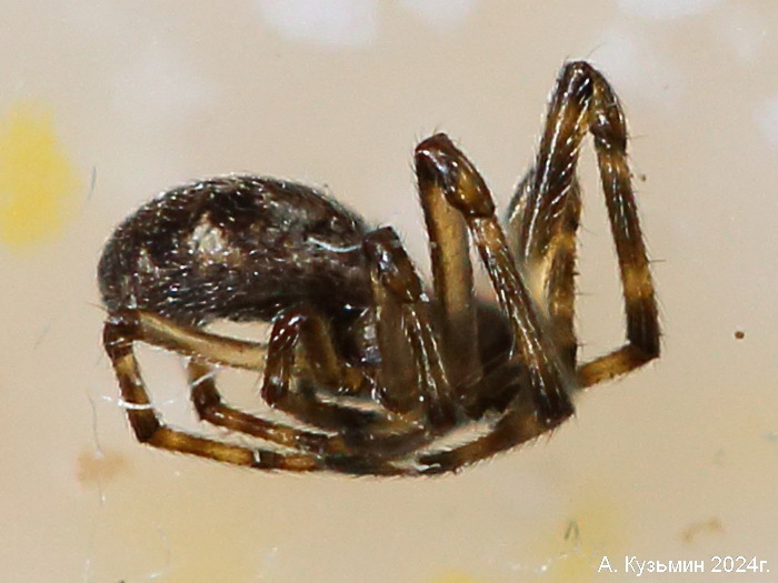 Паук Стеатода Белопятнистая (Steatoda albomaculata)