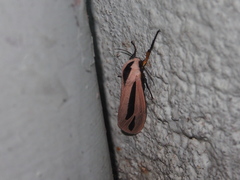 Creatonotos fasciatus