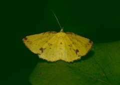 Corymica arnearia