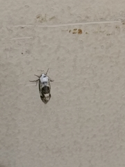 Lepidoptera