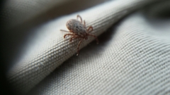 Dermacentor occidentalis