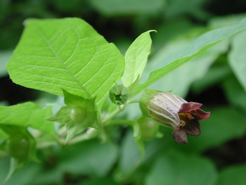 Atropa