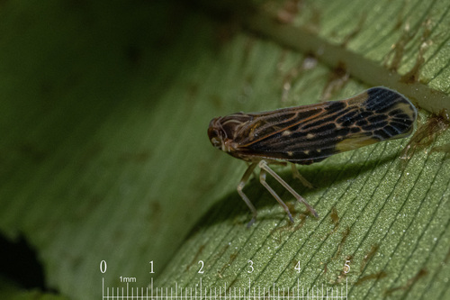 Eocenchrea maorica, 2024-01-30
