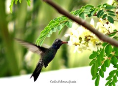 Cynanthus latirostris
