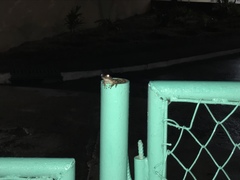 Osteopilus septentrionalis