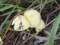 Leucocoprinus straminellus