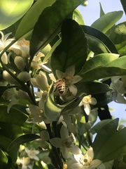 Apis mellifera