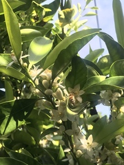 Apis mellifera
