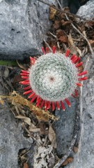 Mammillaria haageana haageana