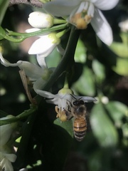 Apis mellifera