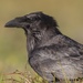 Southwestern Common Raven - Photo (c) world_lineage, some rights reserved (CC BY-NC), uploaded by world_lineage