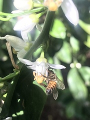 Apis mellifera